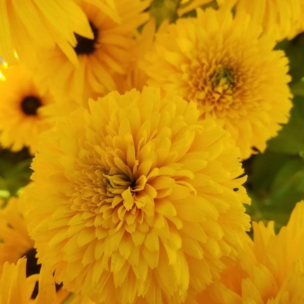 Kesäpäivänhattu 'Gloriosa Double Daisy'