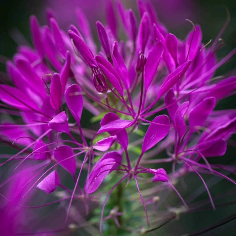 Hämähäkkikukka 'Violet Queen'