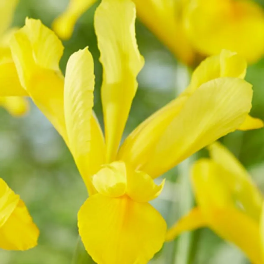Iiris 'GOLDEN HARVEST'