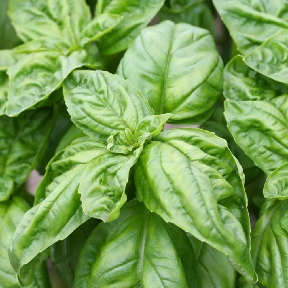 Basilika 'Mammoth'