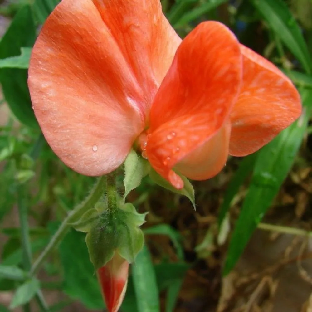 Tuoksuherne 'Spencer' – oranssinpunainen