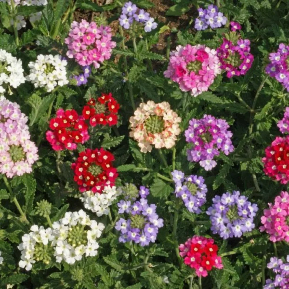 Tarhaverbena 'Ideal Florist' (sekoitus)