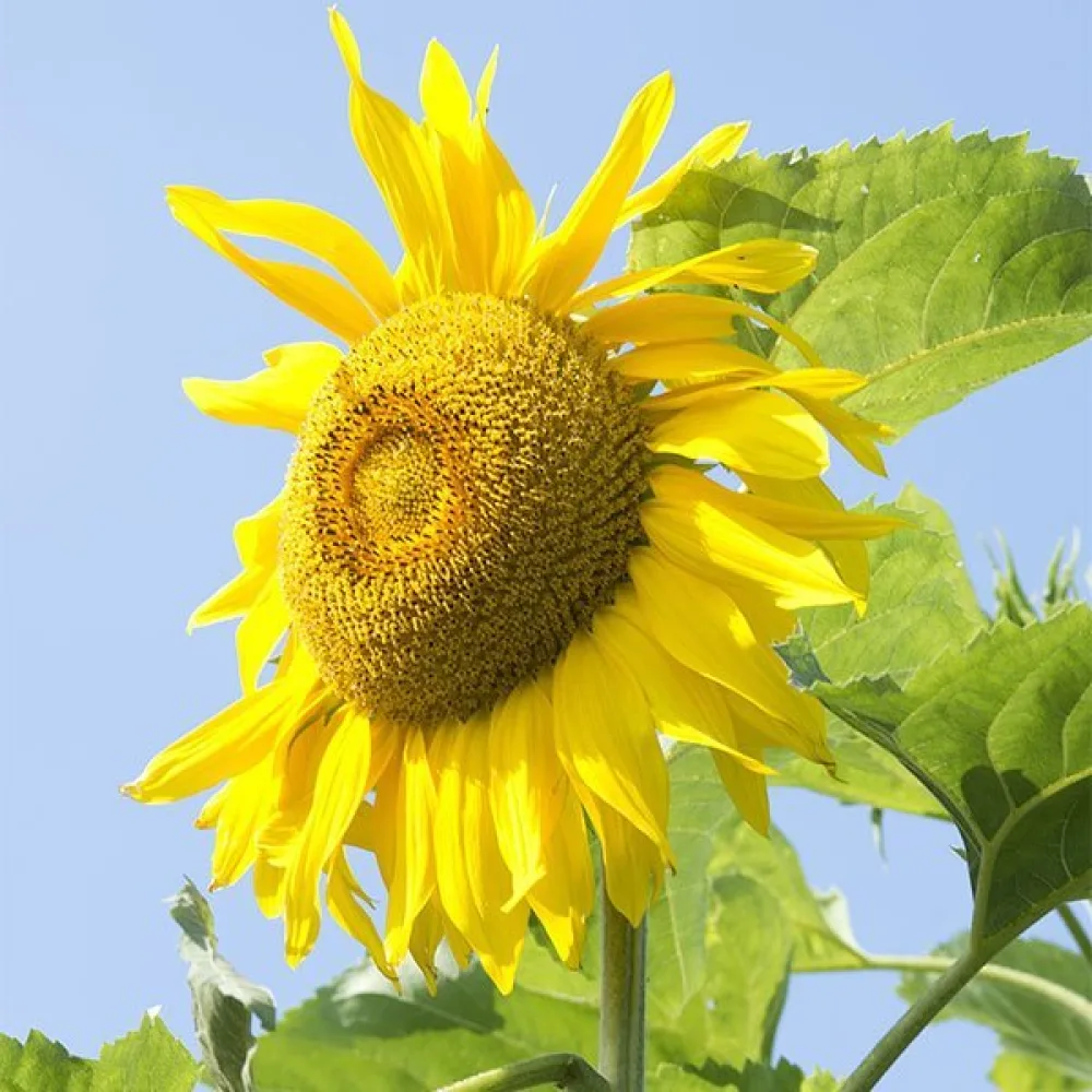 Auringonkukka 'Yellow Giant'