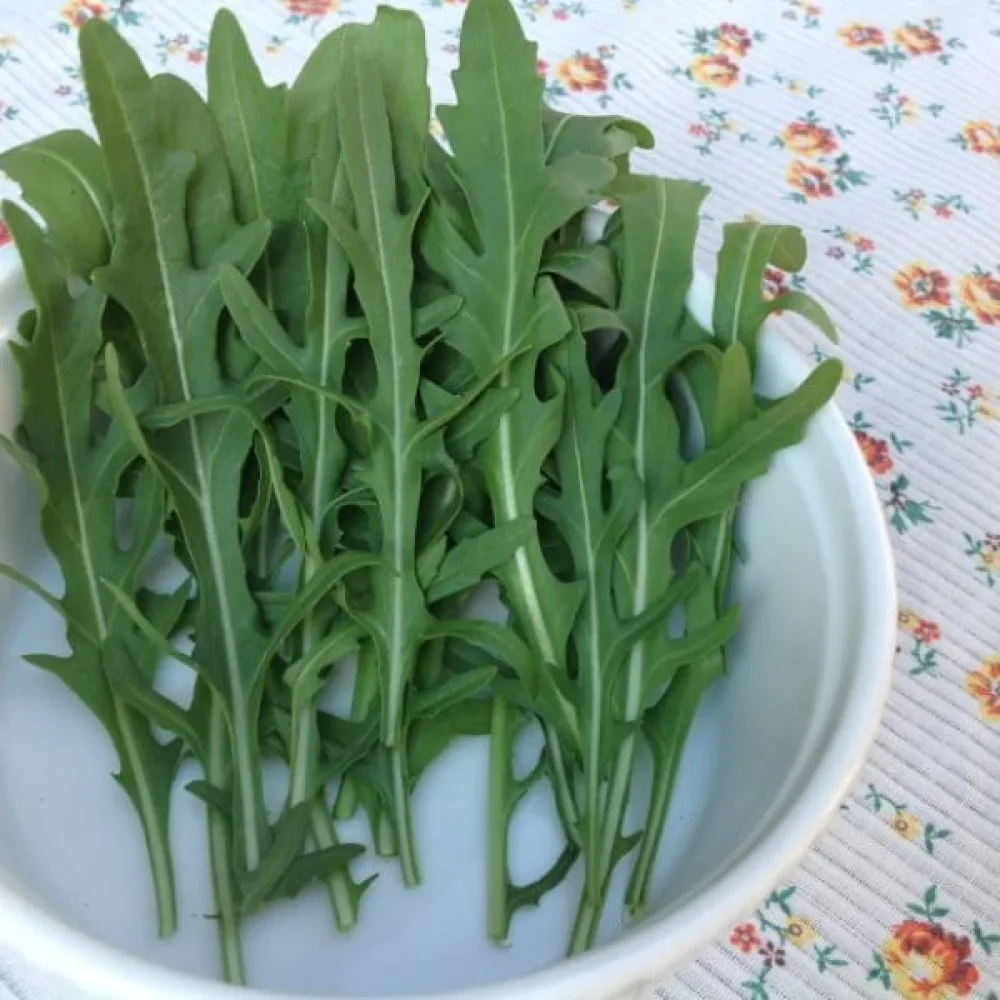 Rucola 'Sylvetta'
