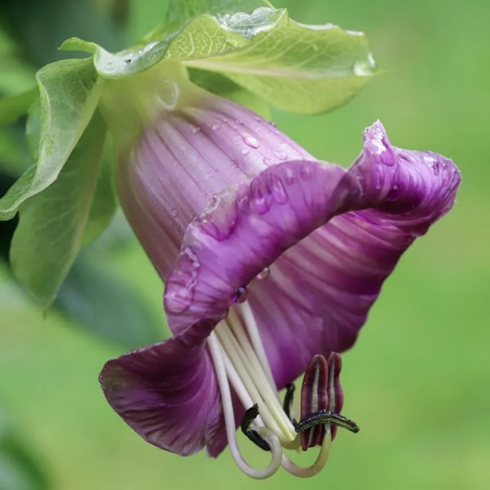 Kuppiköynnös, violetti