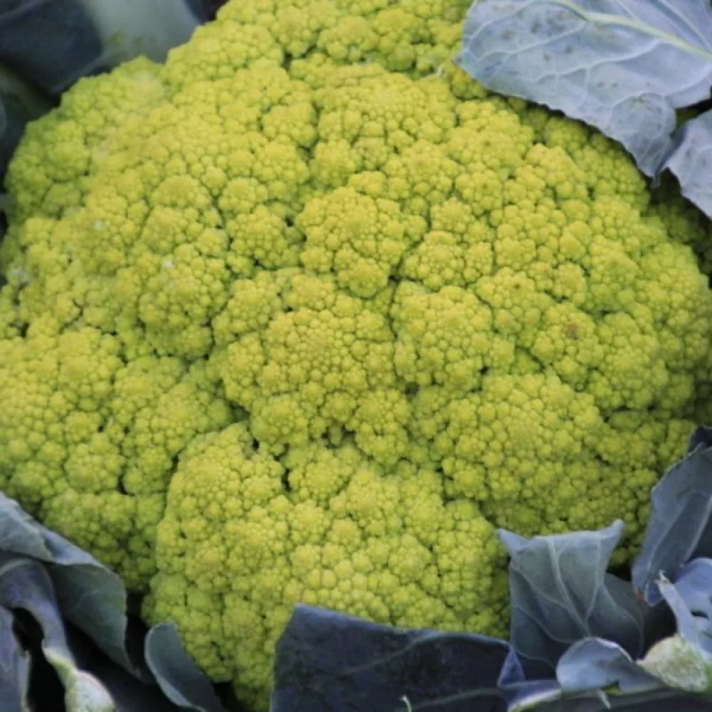 Kukkakaali 'Green Macerata'