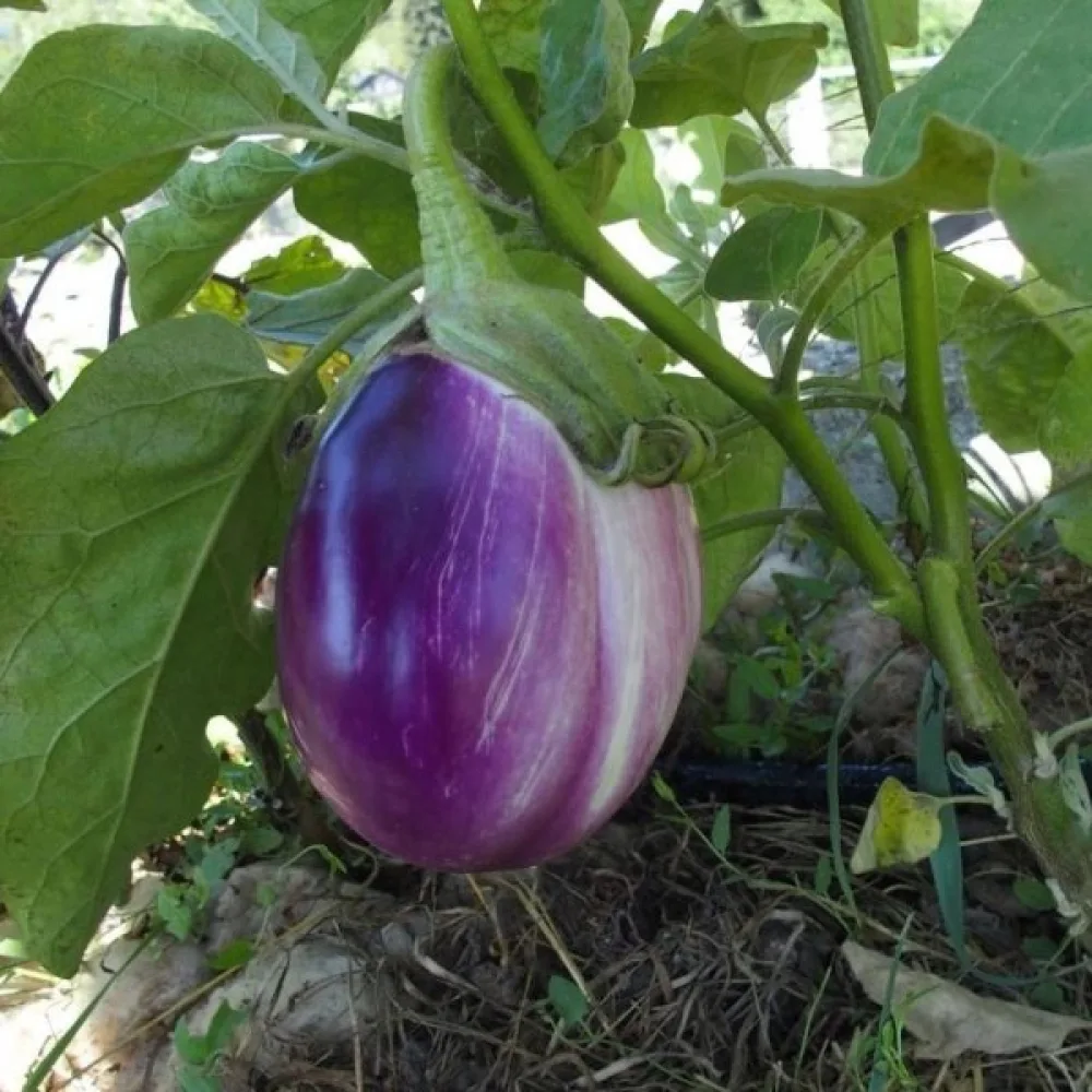 Munakoiso 'Rotonda Bianca Sfumata di Rosa'