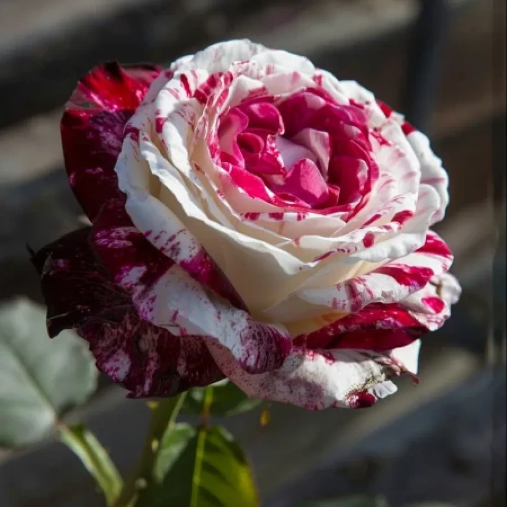 Ruusu 'Mystic Stripe' – paljasjuurinen