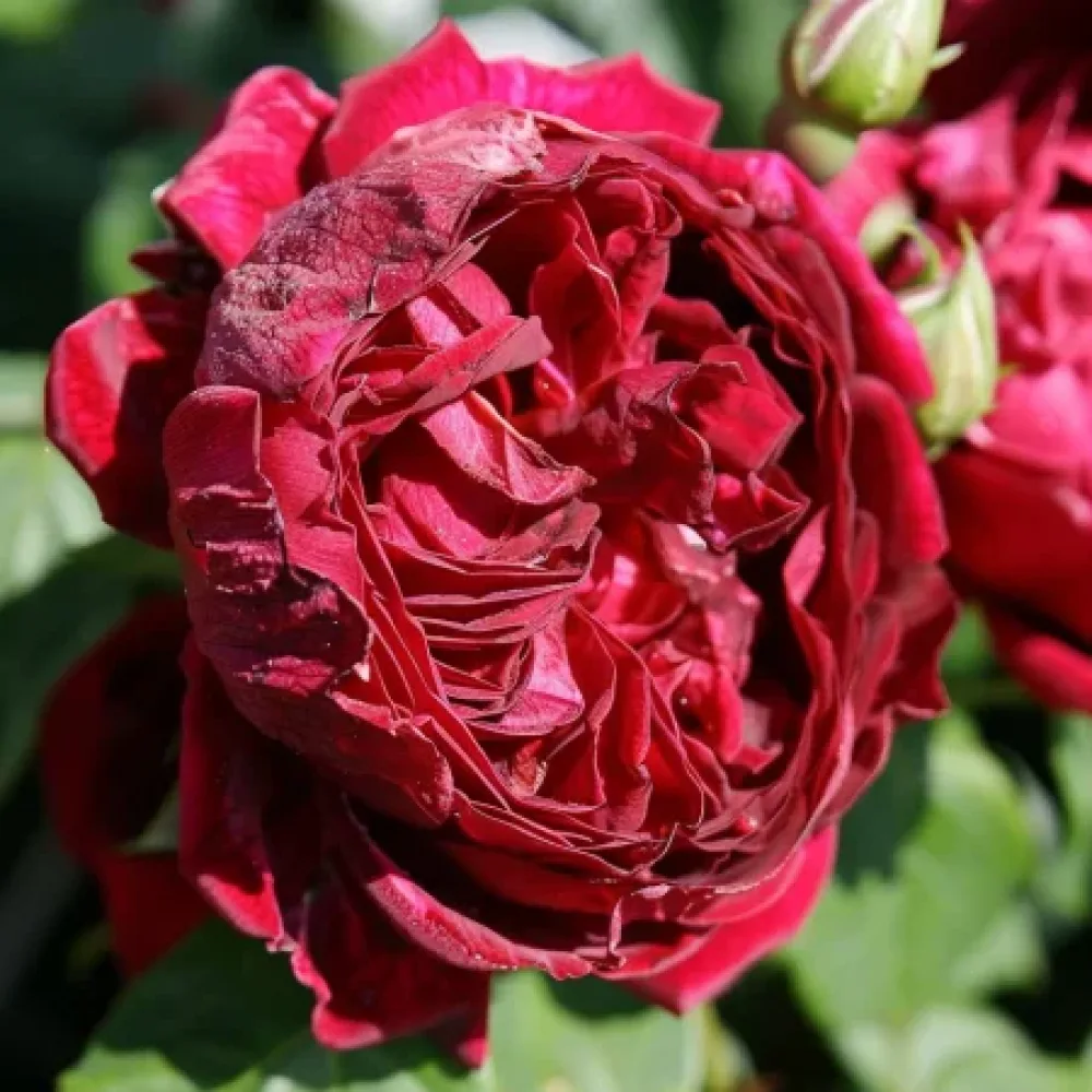 Ruusu 'Ruby Rose' – paljasjuurinen