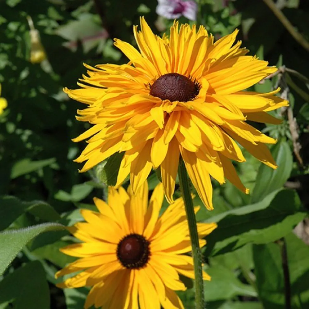 Kesäpäivänhattu 'Gloriosa Double Daisy'