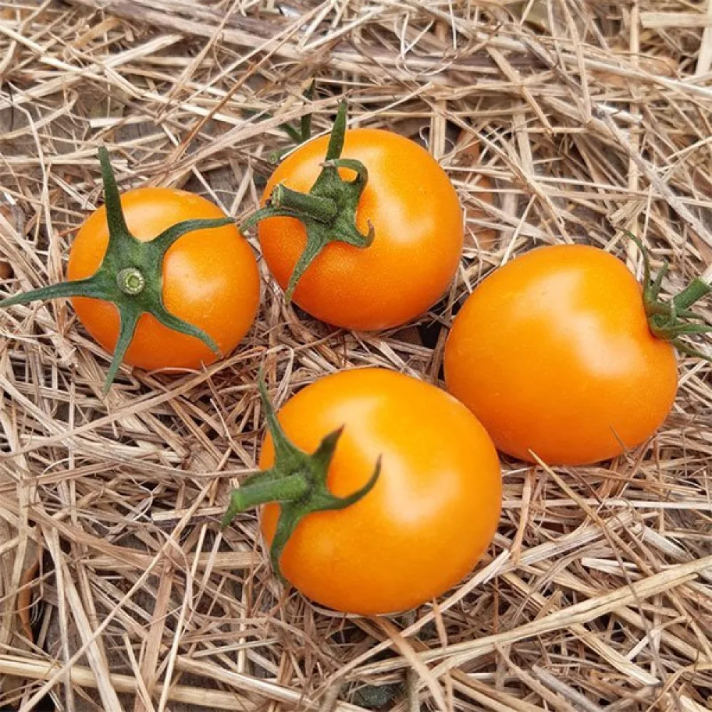 Kirsikkatomaatti 'Figiel'