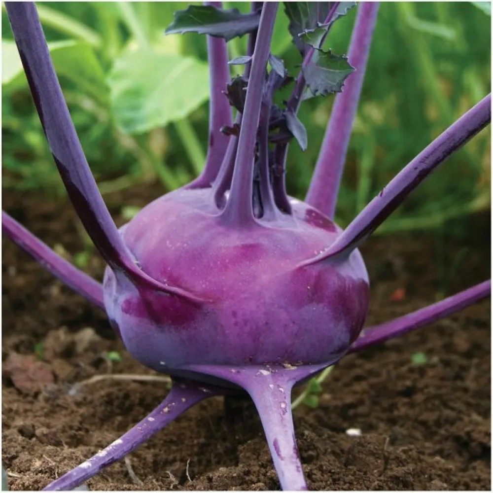 Kyssäkaali 'Purple Vienna' versoiksi
