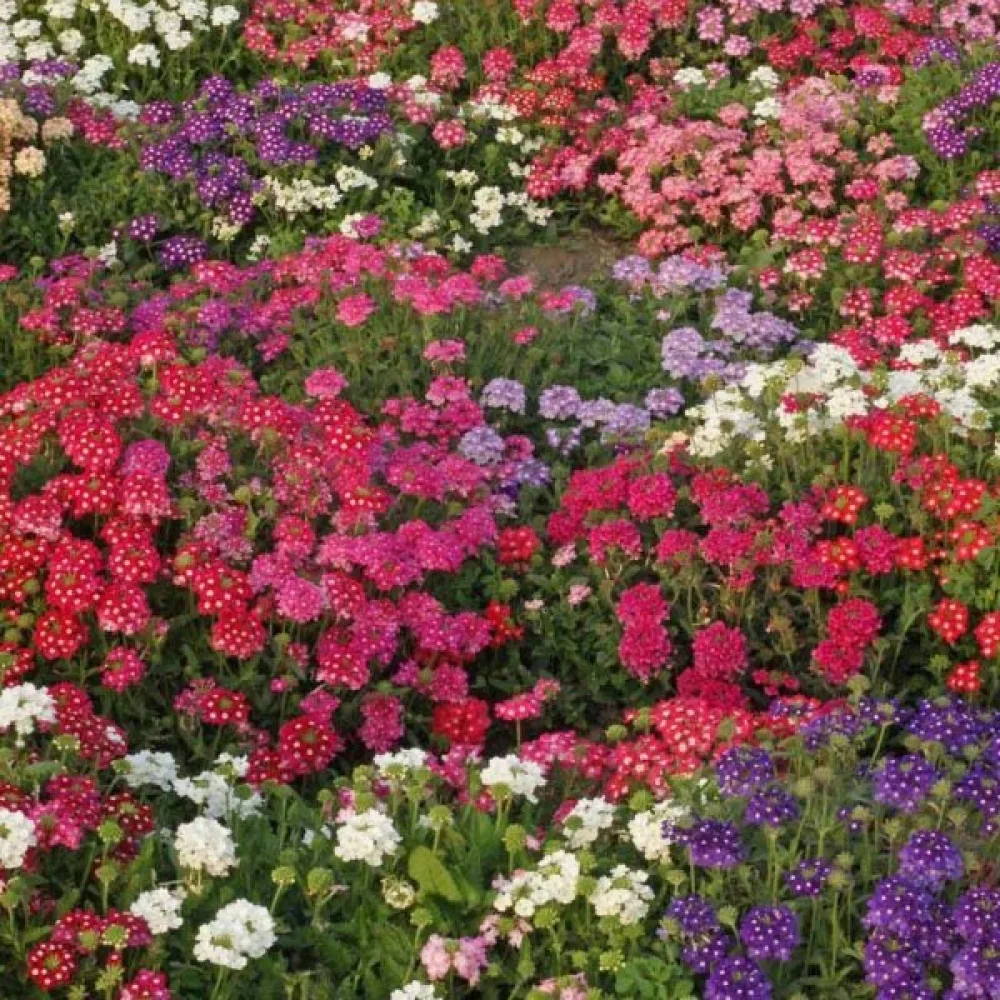 Tarhaverbena 'Ideal Florist' (sekoitus)