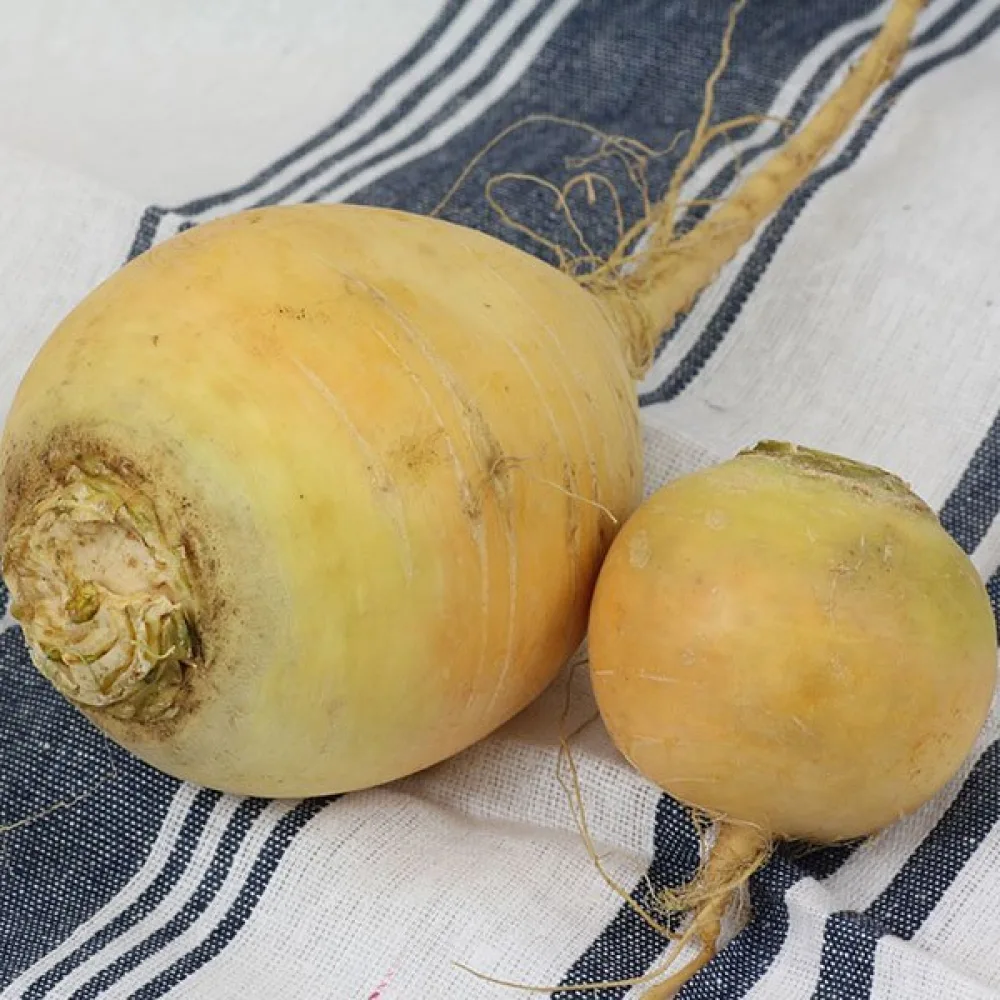 Nauris 'Golden Ball'