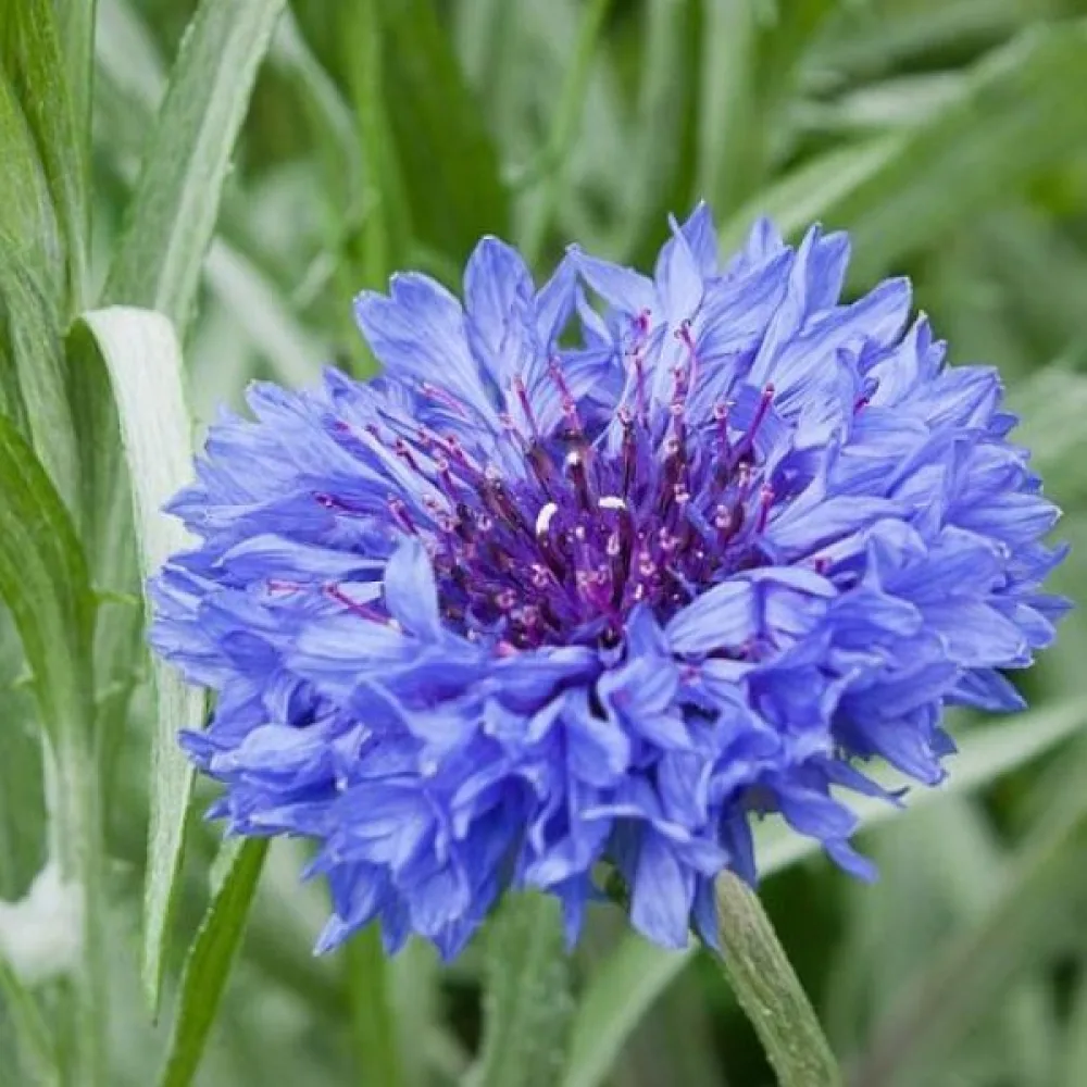 Ruiskaunokki 'Jubilee Gem', sininen