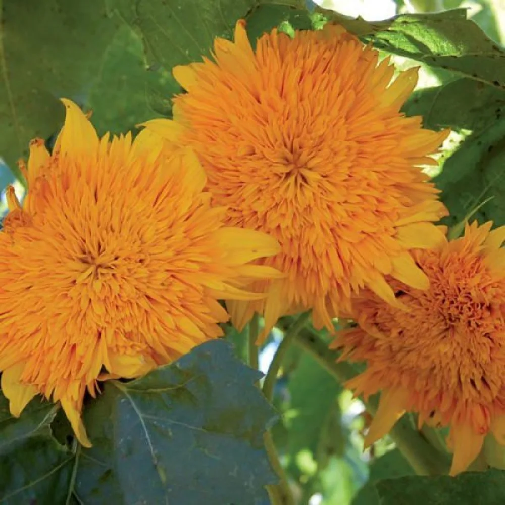 Auringonkukka 'Orange Sun', kerrottu
