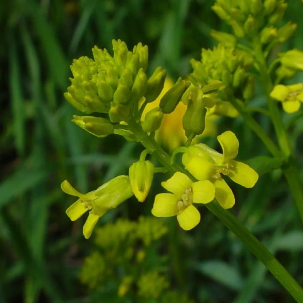 Peltokanankaali Barbarea vulgaris