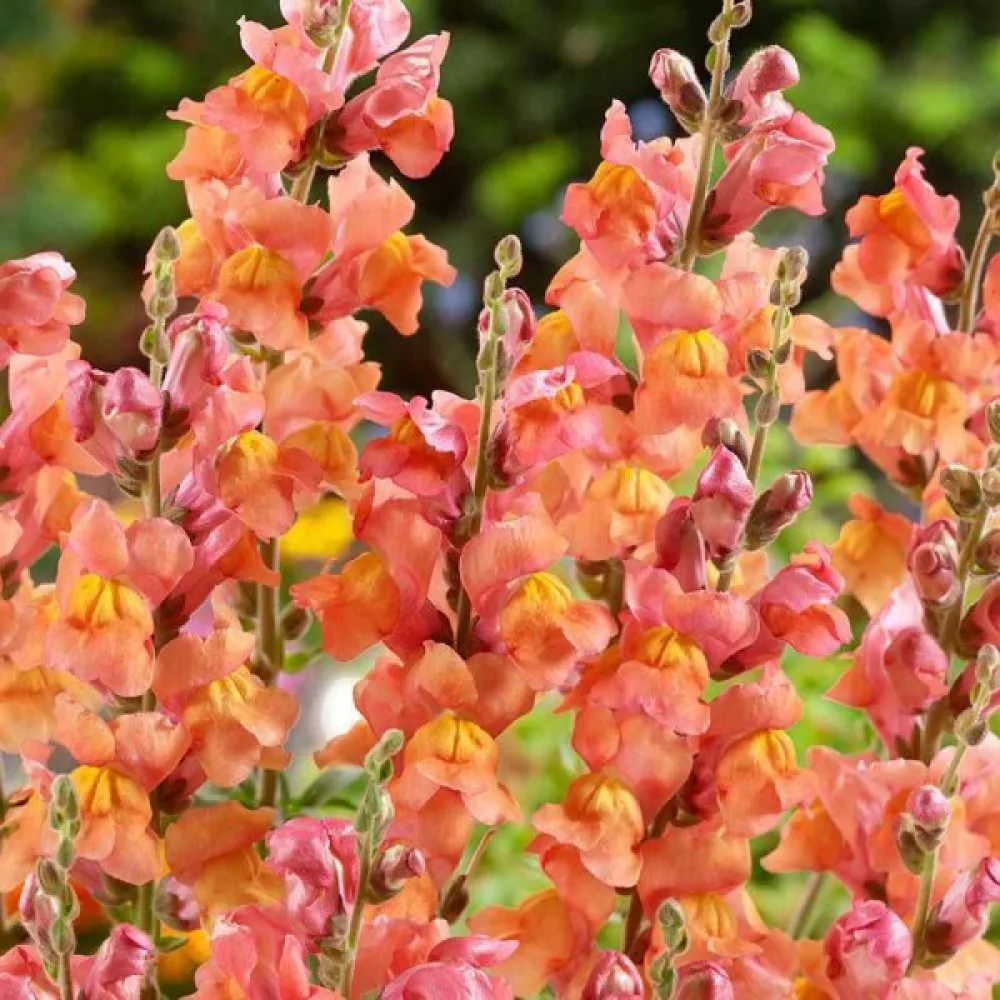 Leijonankita 'Orange Wonder'