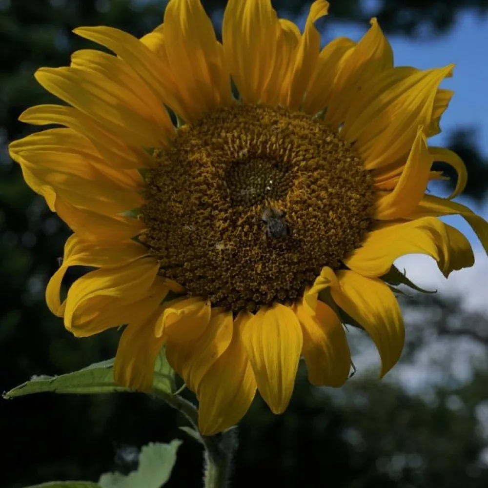 Auringonkukka 'Uniflorus Giganteus', valkoinen