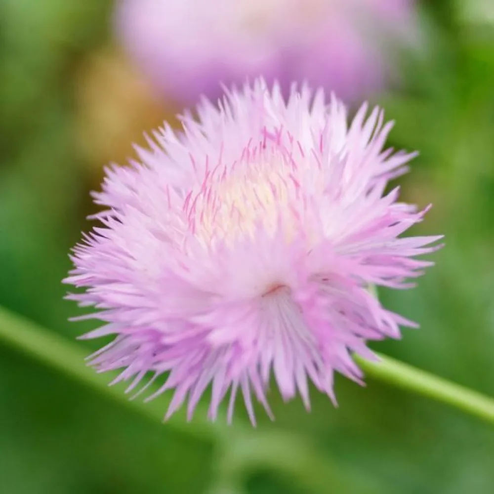 Myskikaunokki 'Graciosa', liila
