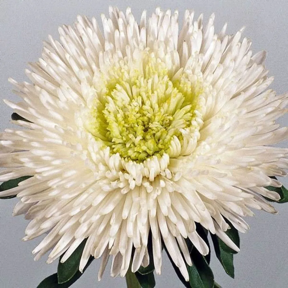 Kesäasteri 'Bouquet' – valkoinen