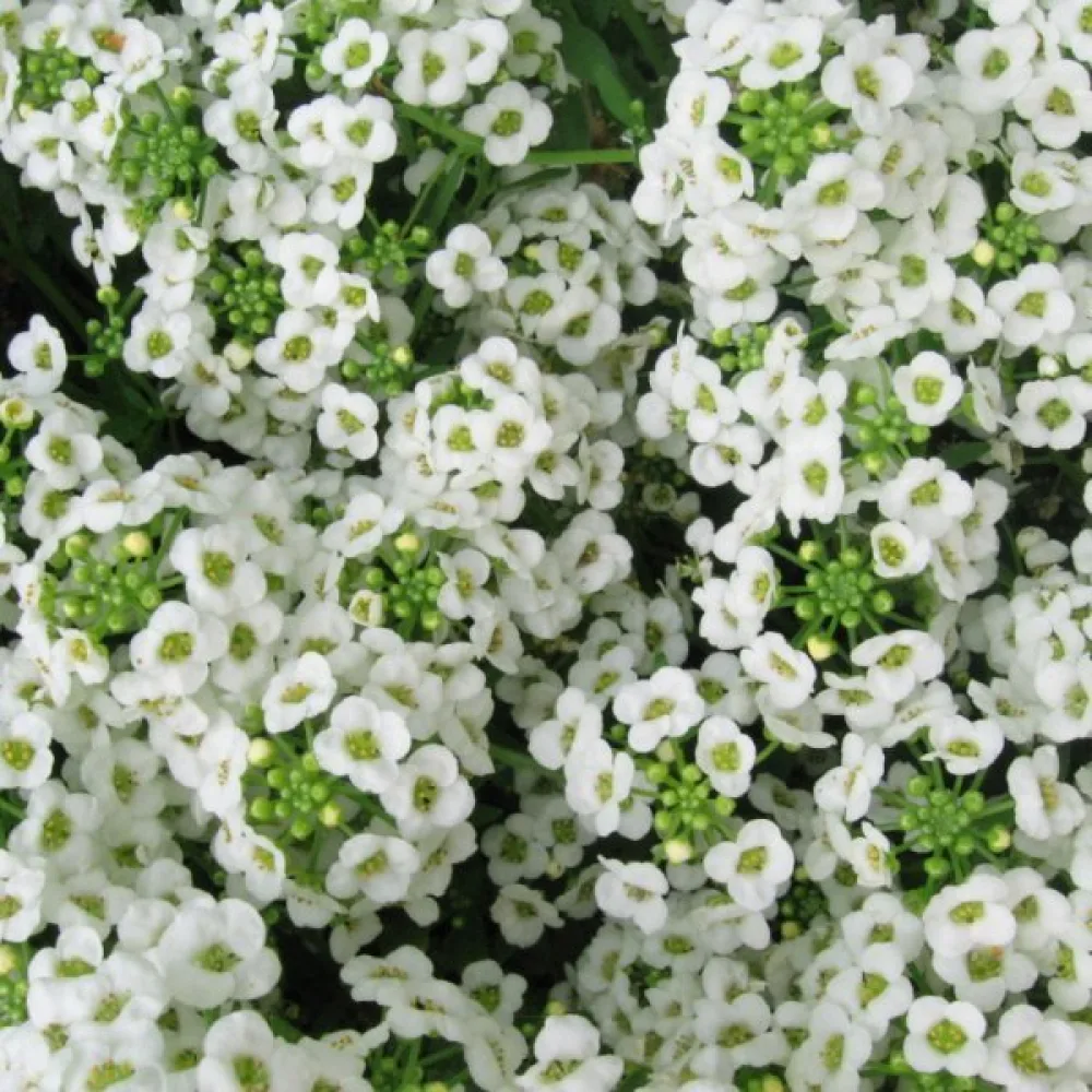 Tuoksukilpiruoho – valkoinen