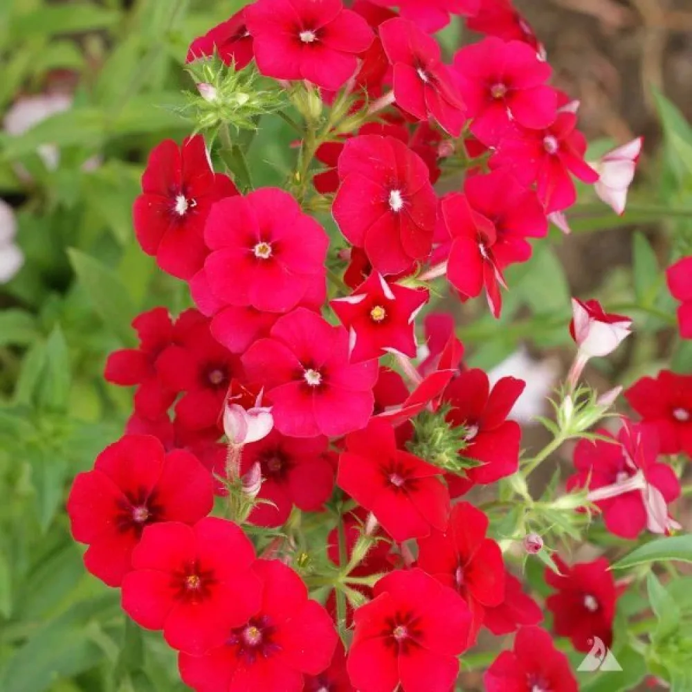 Kesäleimu 'Coccinea'