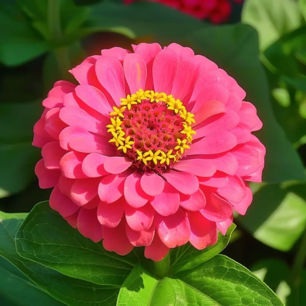Zinnia 'Attraktion', koralli