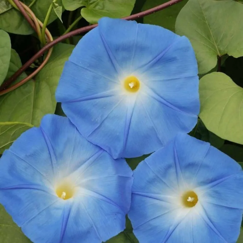 Elämänlanka 'Heavenly Blue'