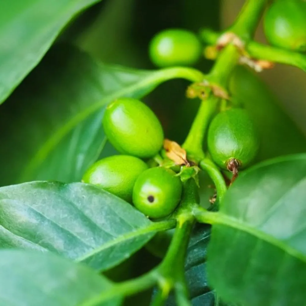 Kahvikasvi Arabica
