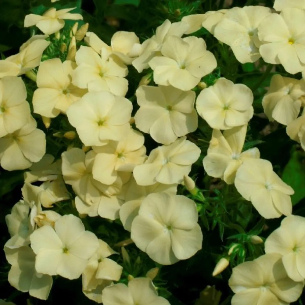 Kesäleimu 'Beauty Yellow'