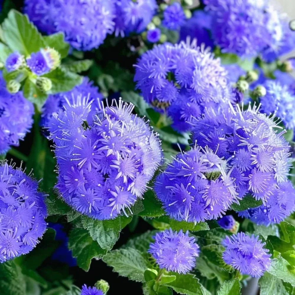 Sinipiippo 'Leda'