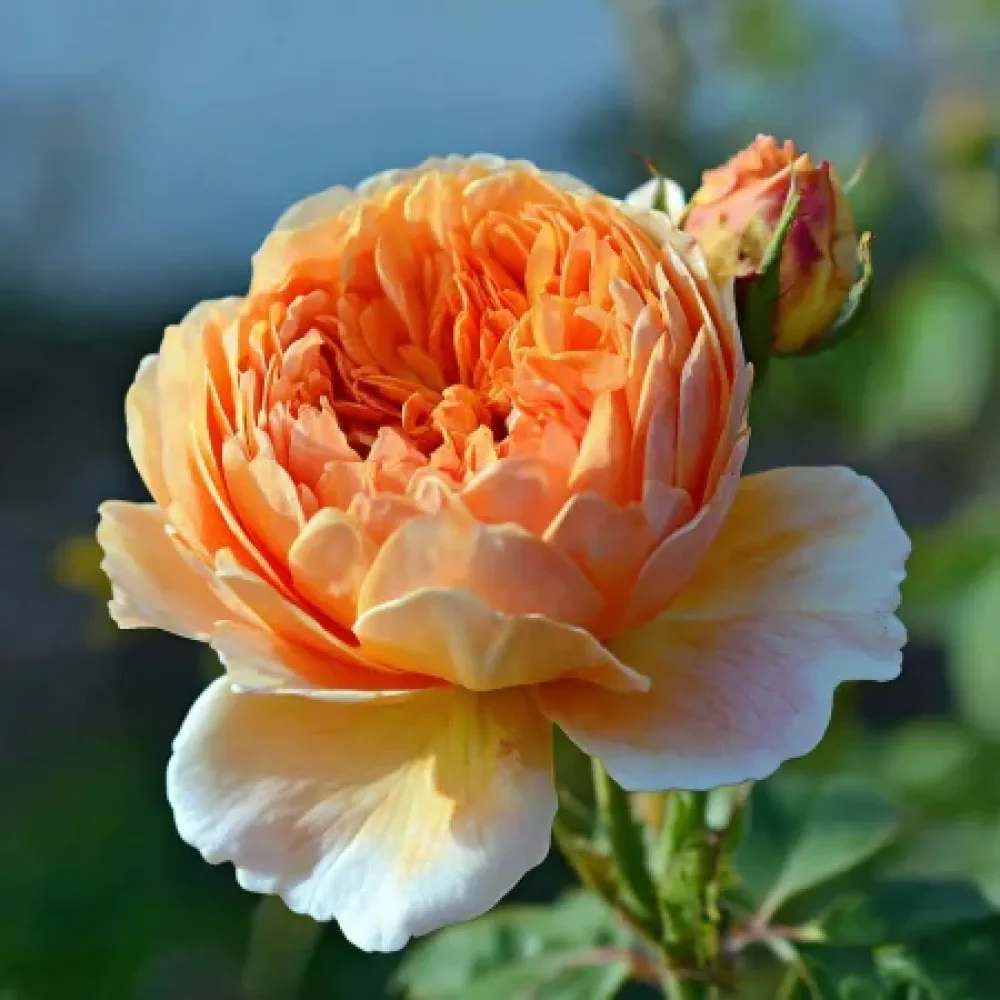 Ruusu 'Sofia Garden' – paljasjuurinen