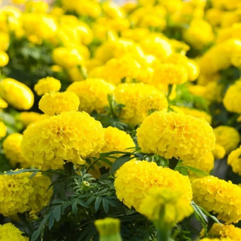 Ruusukesamettikukka 'Lemon Drop'