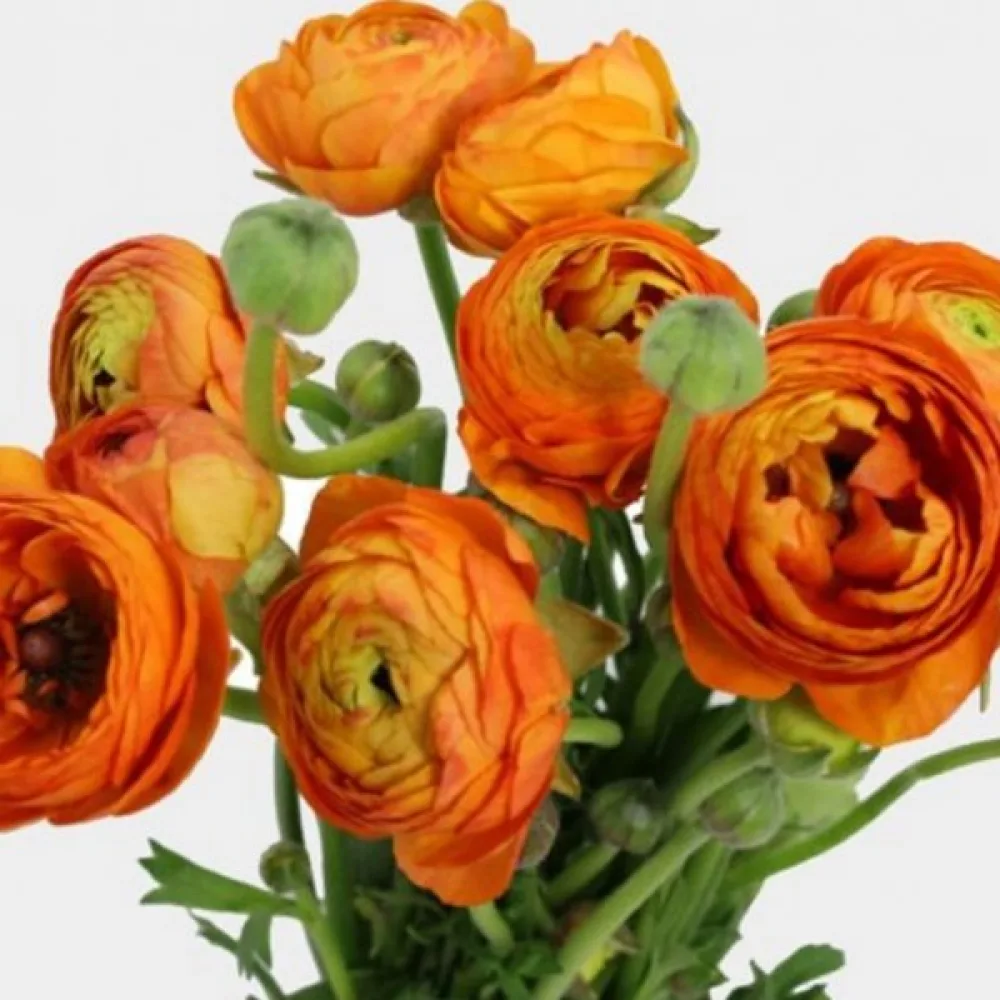 Ranunkeli 'Orange'