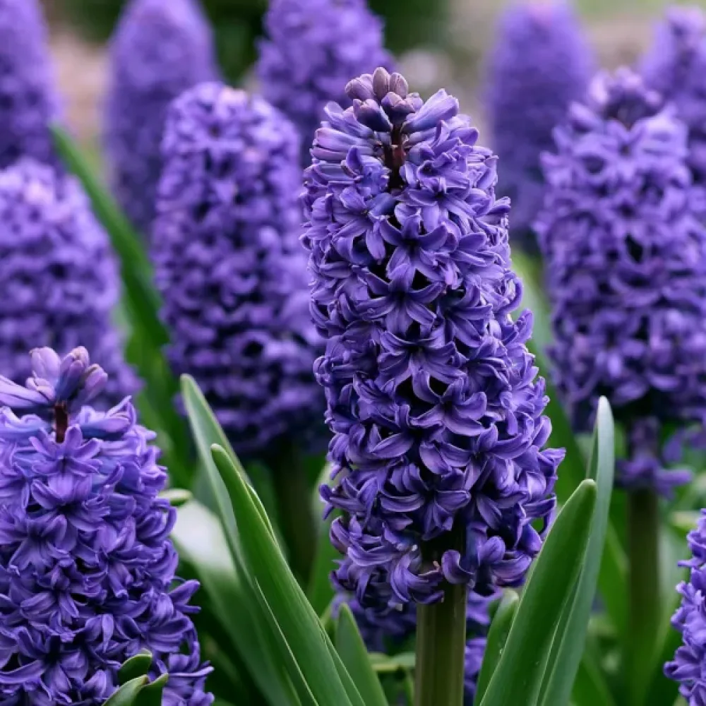 Hyasintti 'Blue Trophy'