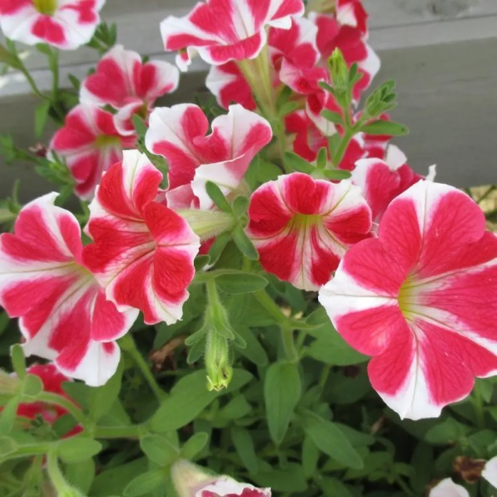 Tarhapetunia 'Stellaris' – punainen