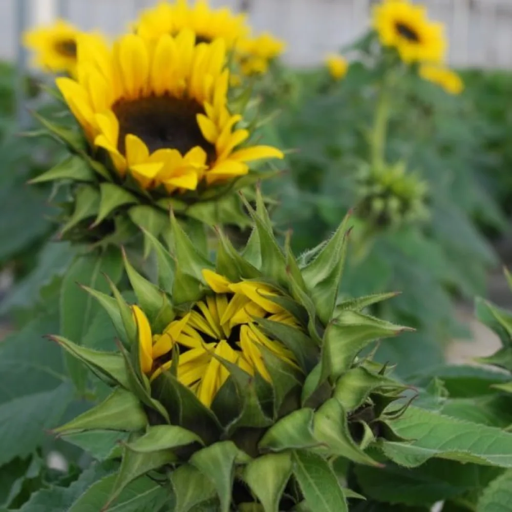 Auringonkukka 'Sunshine'