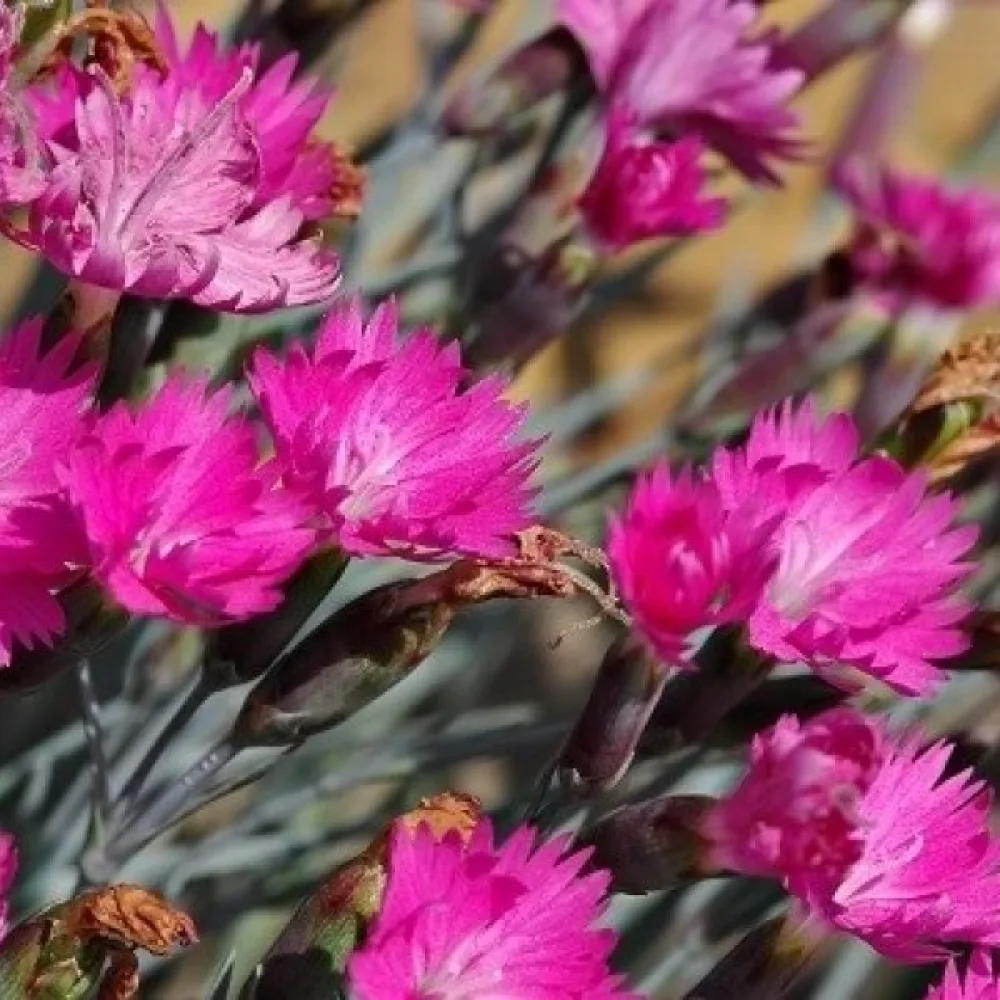 Neilikka Dianthus gratianopolitanus – vaaleanpunainen