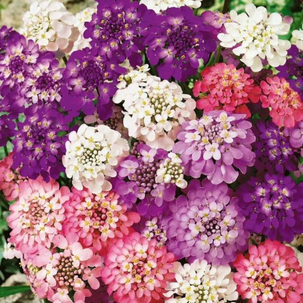 Sarjaiberis 'Fairy Bouquet' – sekoitus