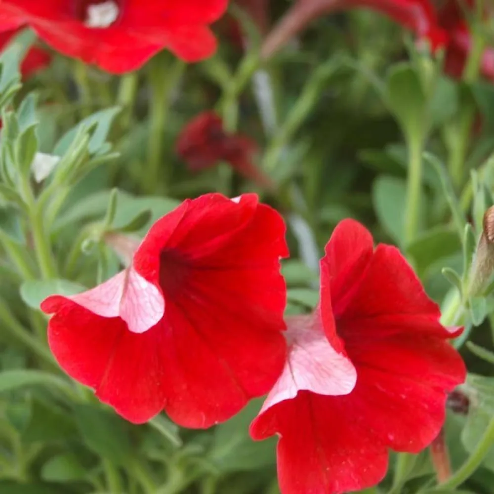 Tarhapetunia 'Fire Chief'