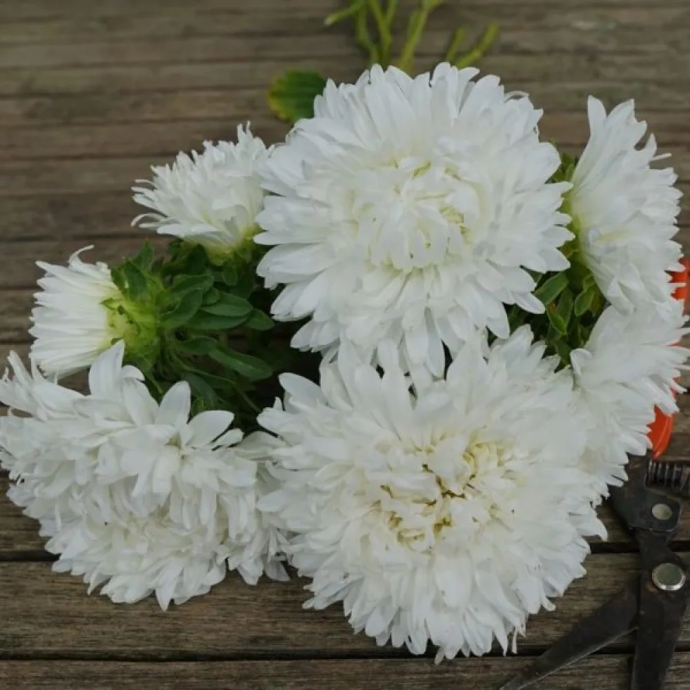 Kesäasteri 'Apollonia' – valkoinen