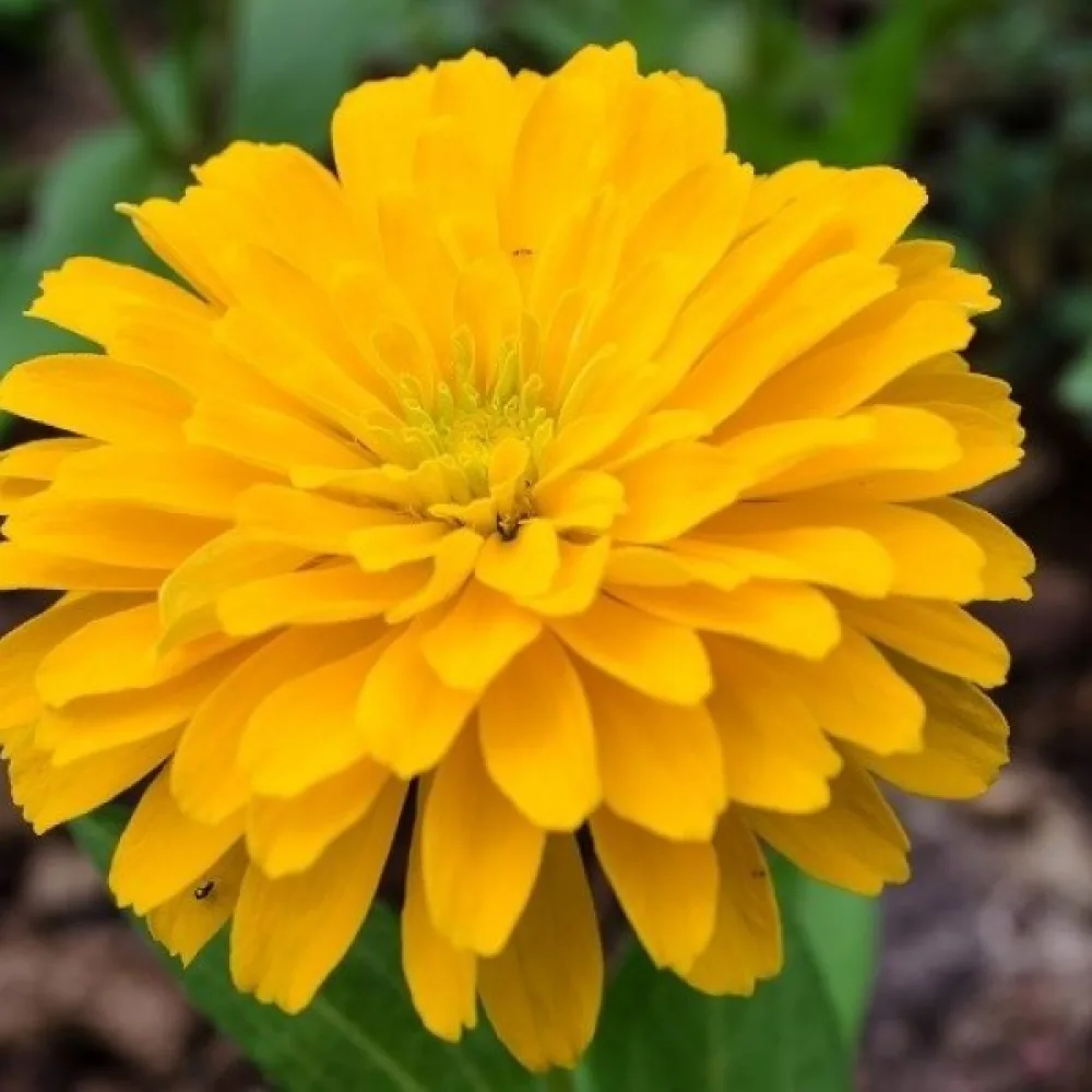Tarhatsinnia 'Golden Gem'