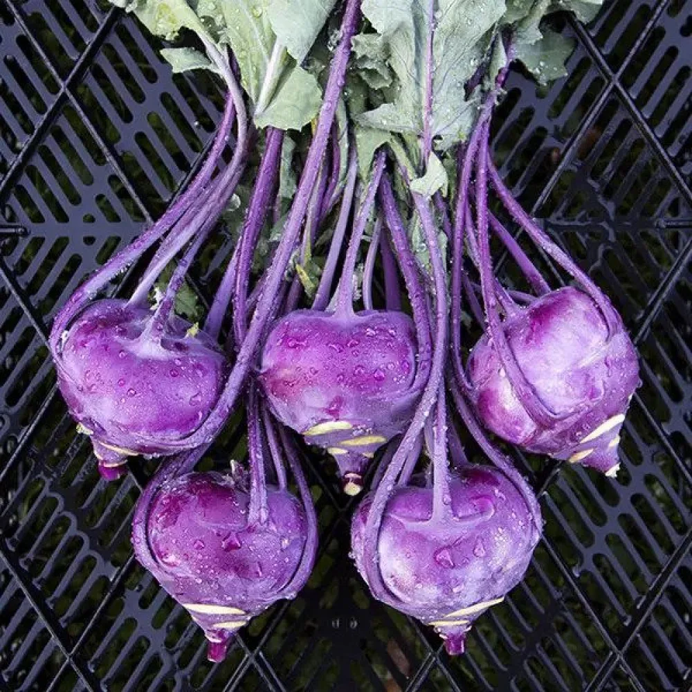 Kyssäkaali 'Purple Vienna' versoiksi