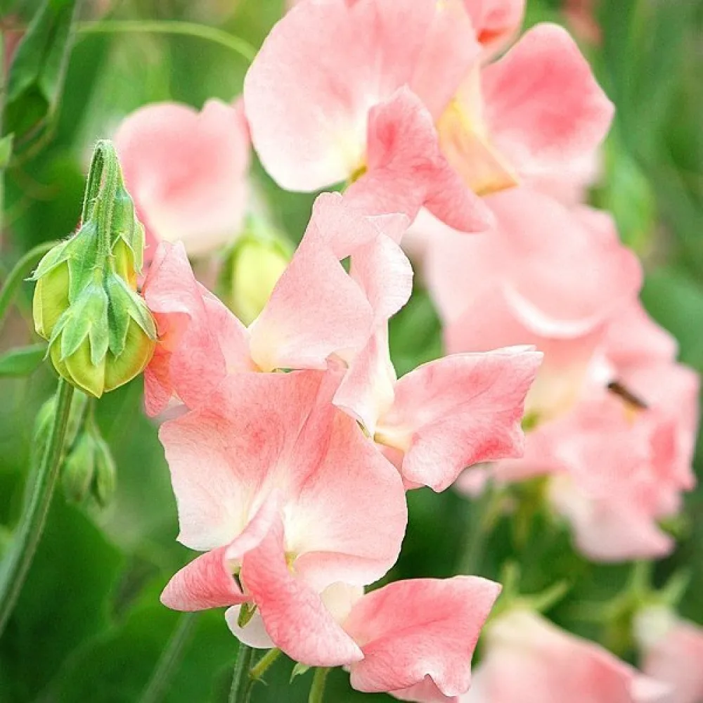 Tuoksuherne 'Princess Elisabeth'