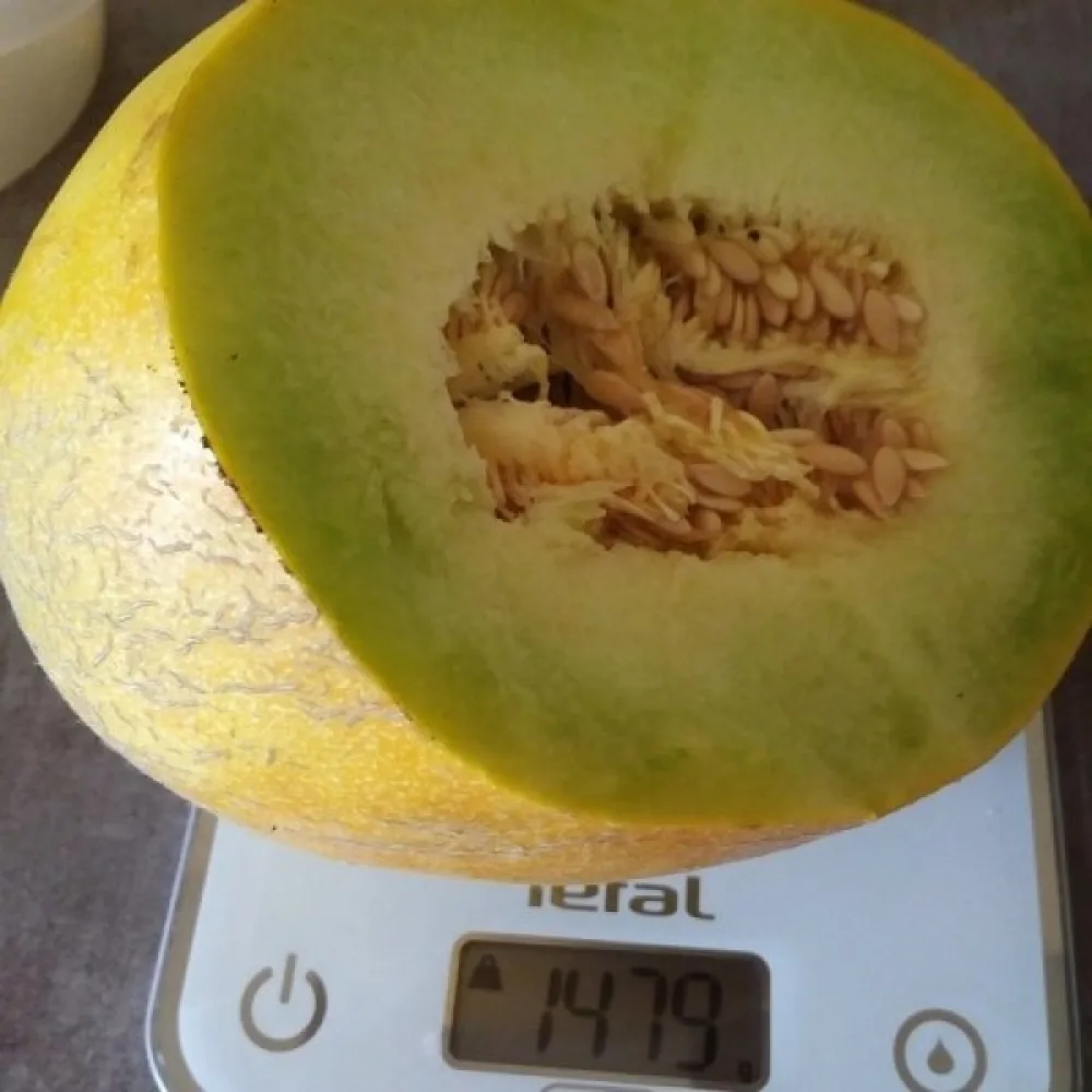 Meloni 'Seledyn' F1