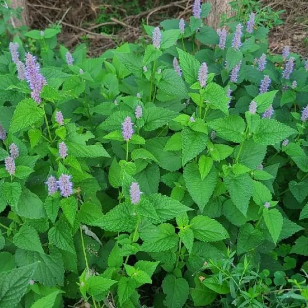 Anisiisoppi Agastache foeniculum