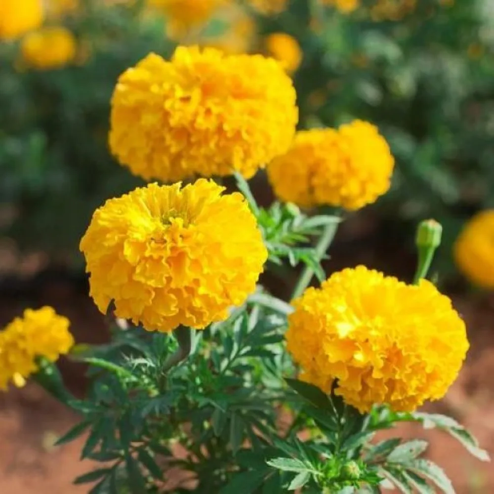 Kookossamettikukka 'Sierra Yellow'