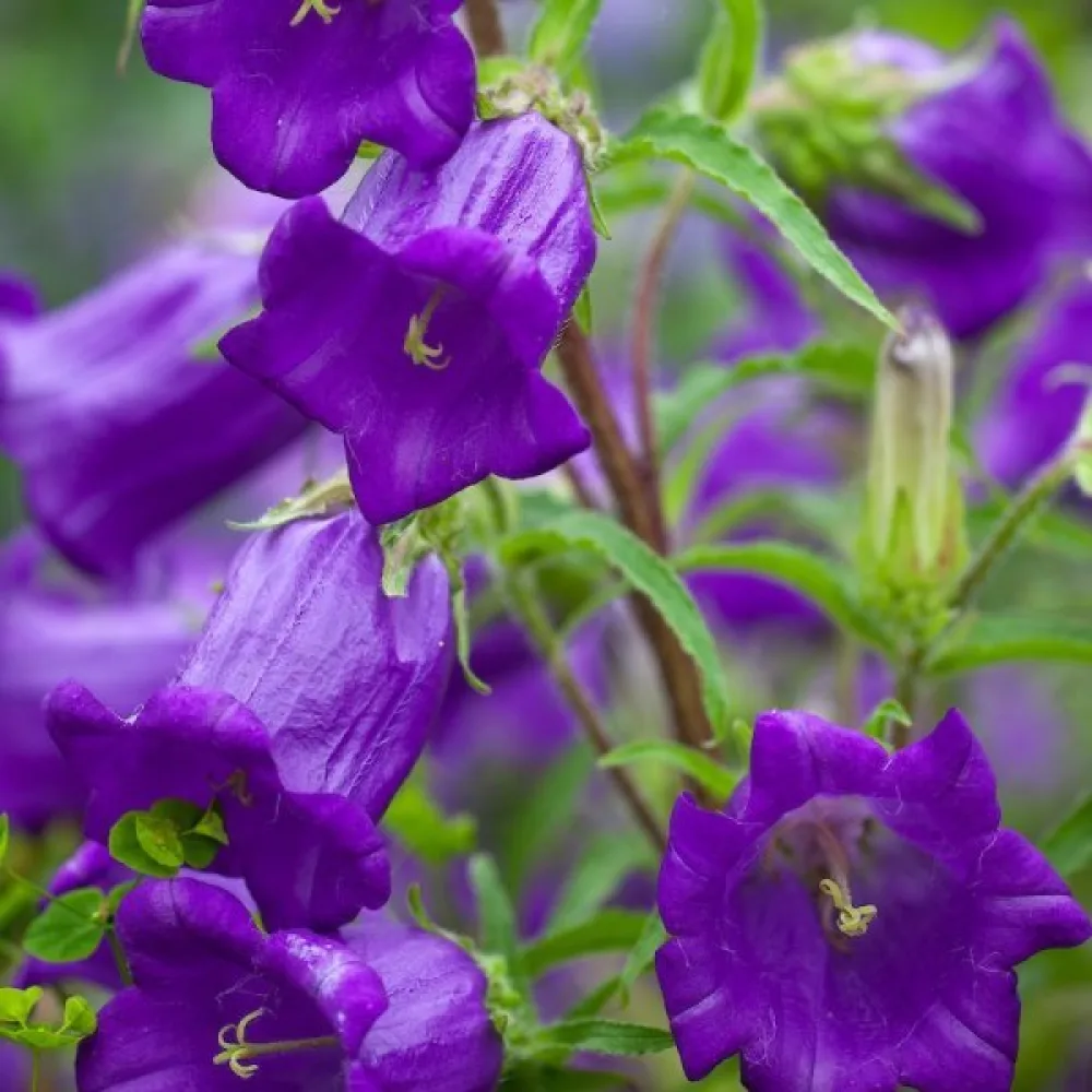 Kesäkello Campanula medium – sekoitus