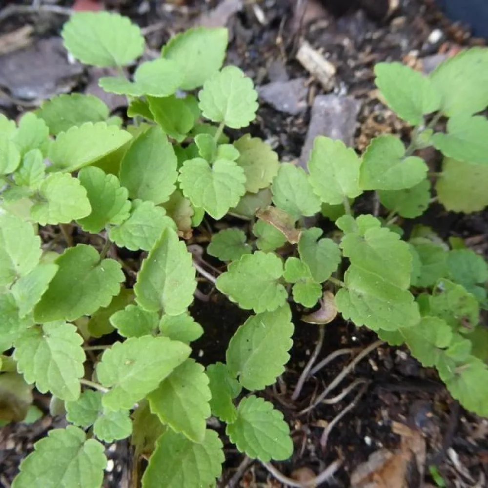 Korea-anisiisoppi Agastache rugosa, valkoinen